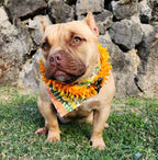Flower Lei for Pets- Orange Puakenikeni