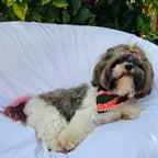 Pet Bandana Black: Pakalana/ Ni'ihau lei