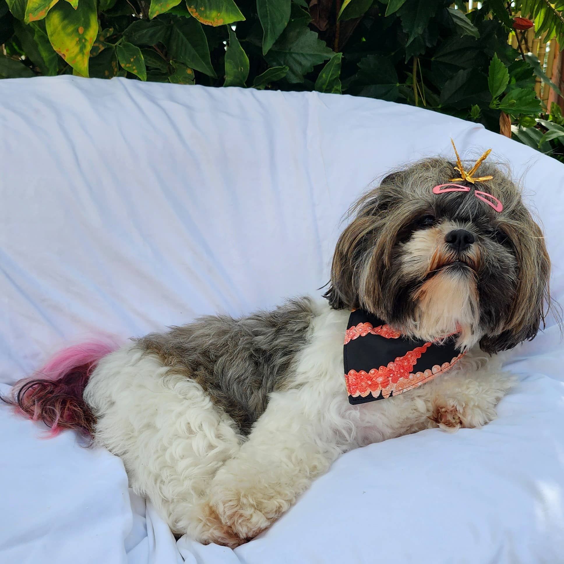 Pet Bandana Black: Pakalana/ Ni'ihau lei