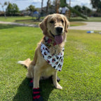 Pet Bandana- Lu'au & Musubi
