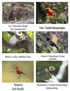 Hawaiian Mountain Wildlife Educational Color Book Olelo/Eng -