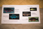 Ka 'Alala: Hawaiian Bird book
