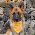 Pet Bandana- Pineapple Drinks