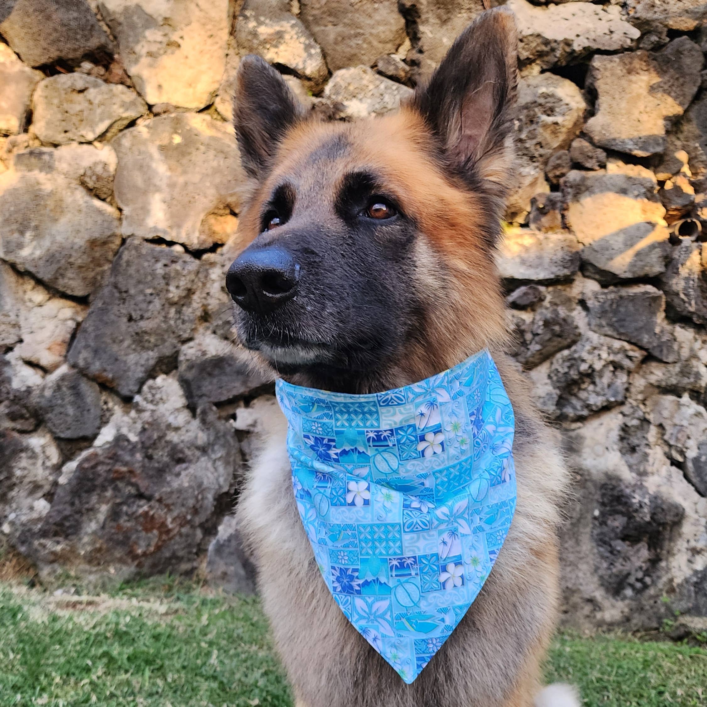 Pet Bandana- Blue Pineapple Treats