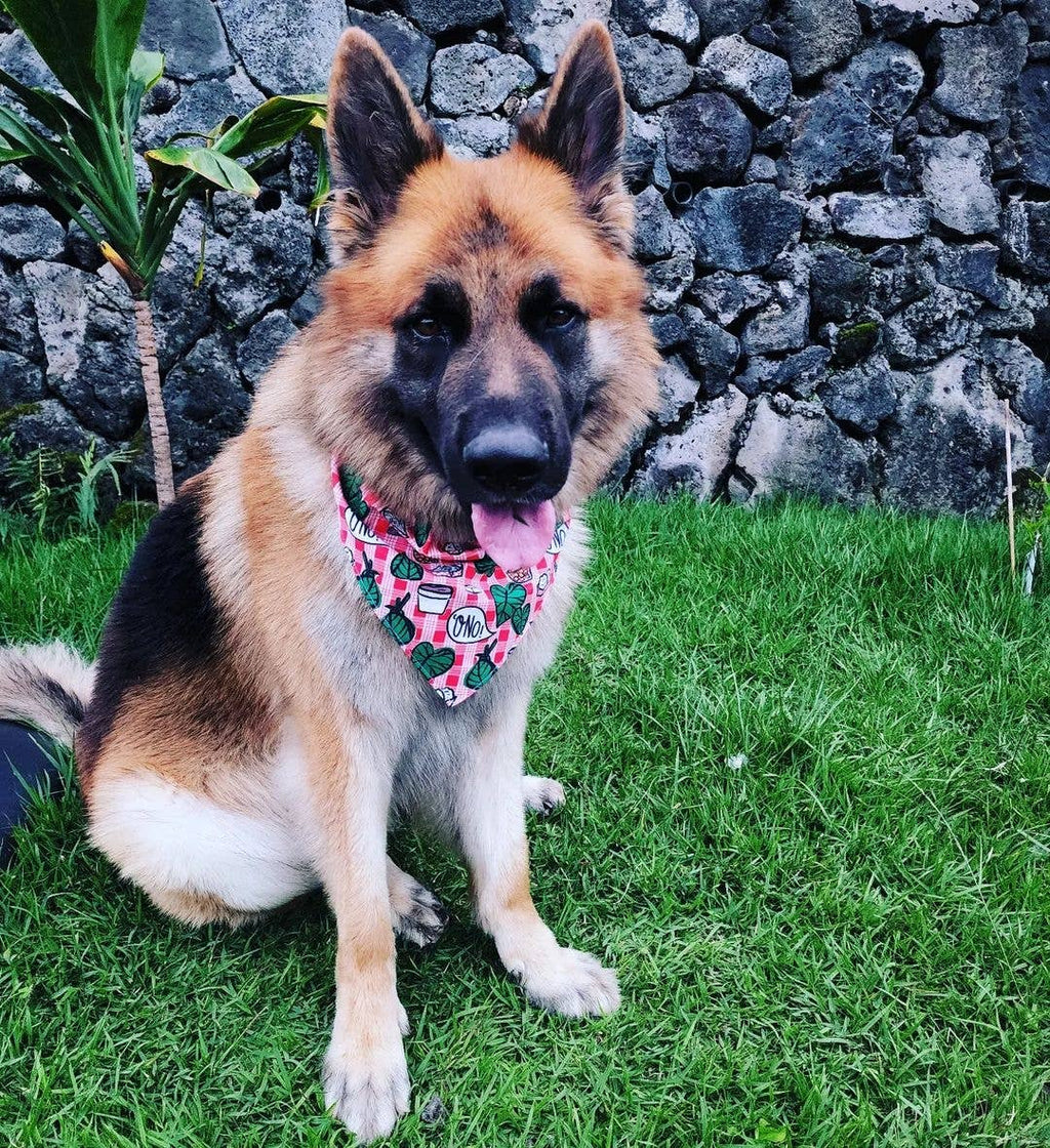 Pet Bandana- Lu'au & Musubi