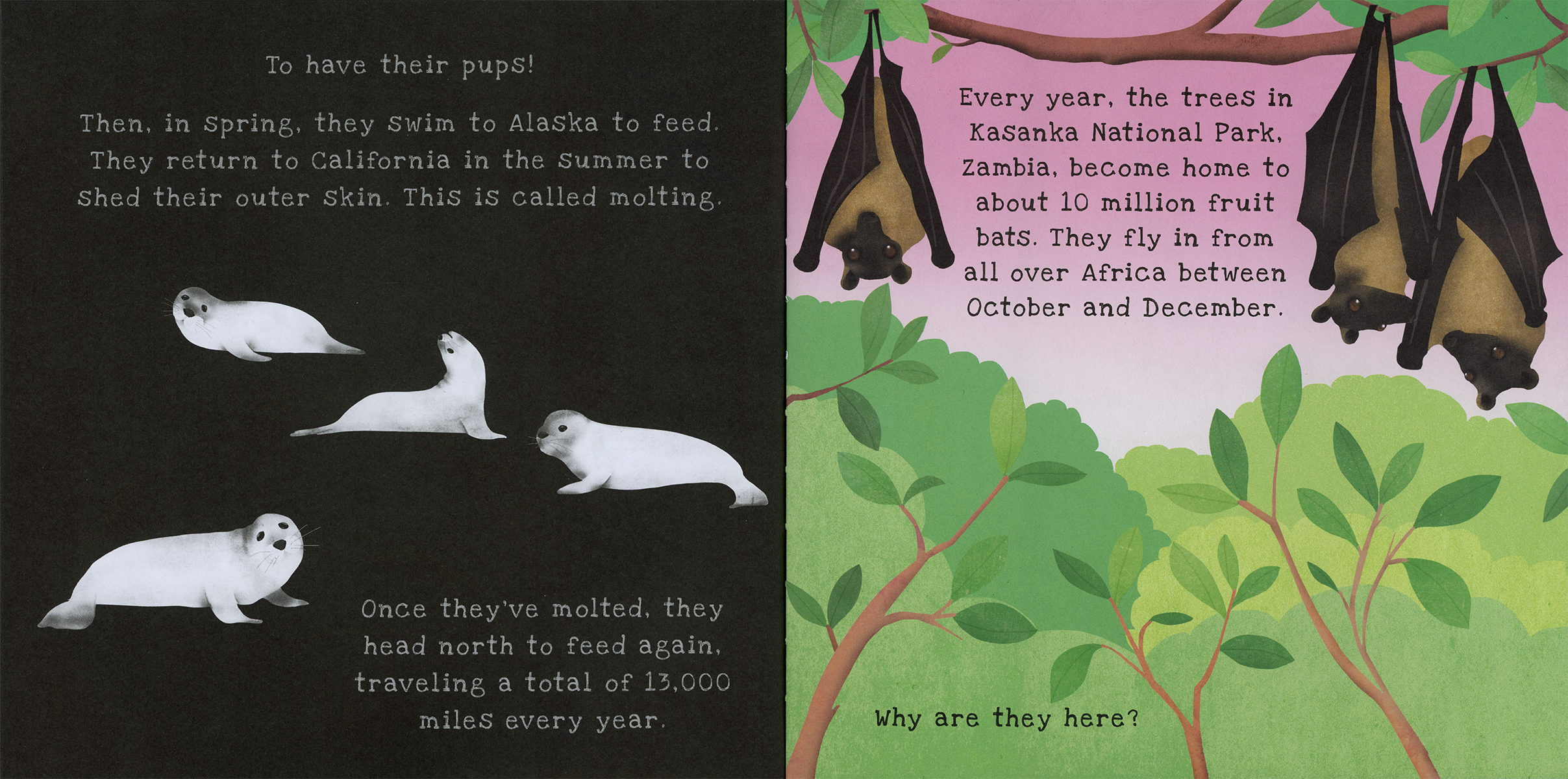 Shine-A-Light: Animal Journeys