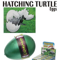 Hatching Turtle Eggs