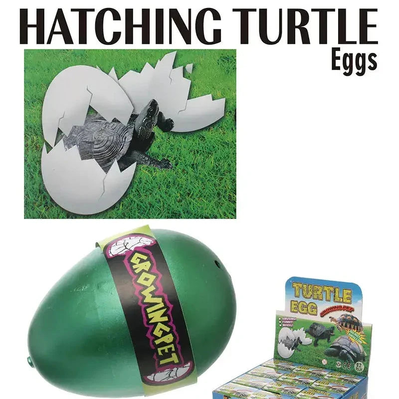 Hatching Turtle Eggs
