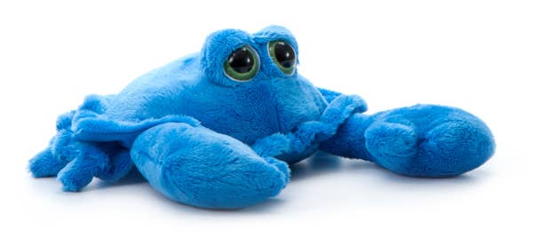 9" Bright Eye Crab Blue
