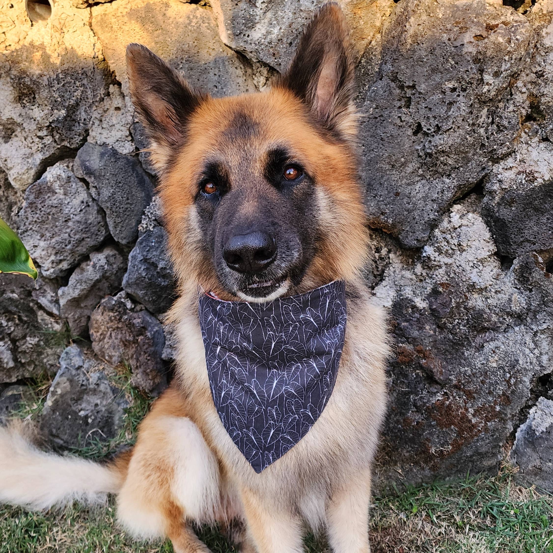 Pet Bandana- Haloa Flag Hawai'i