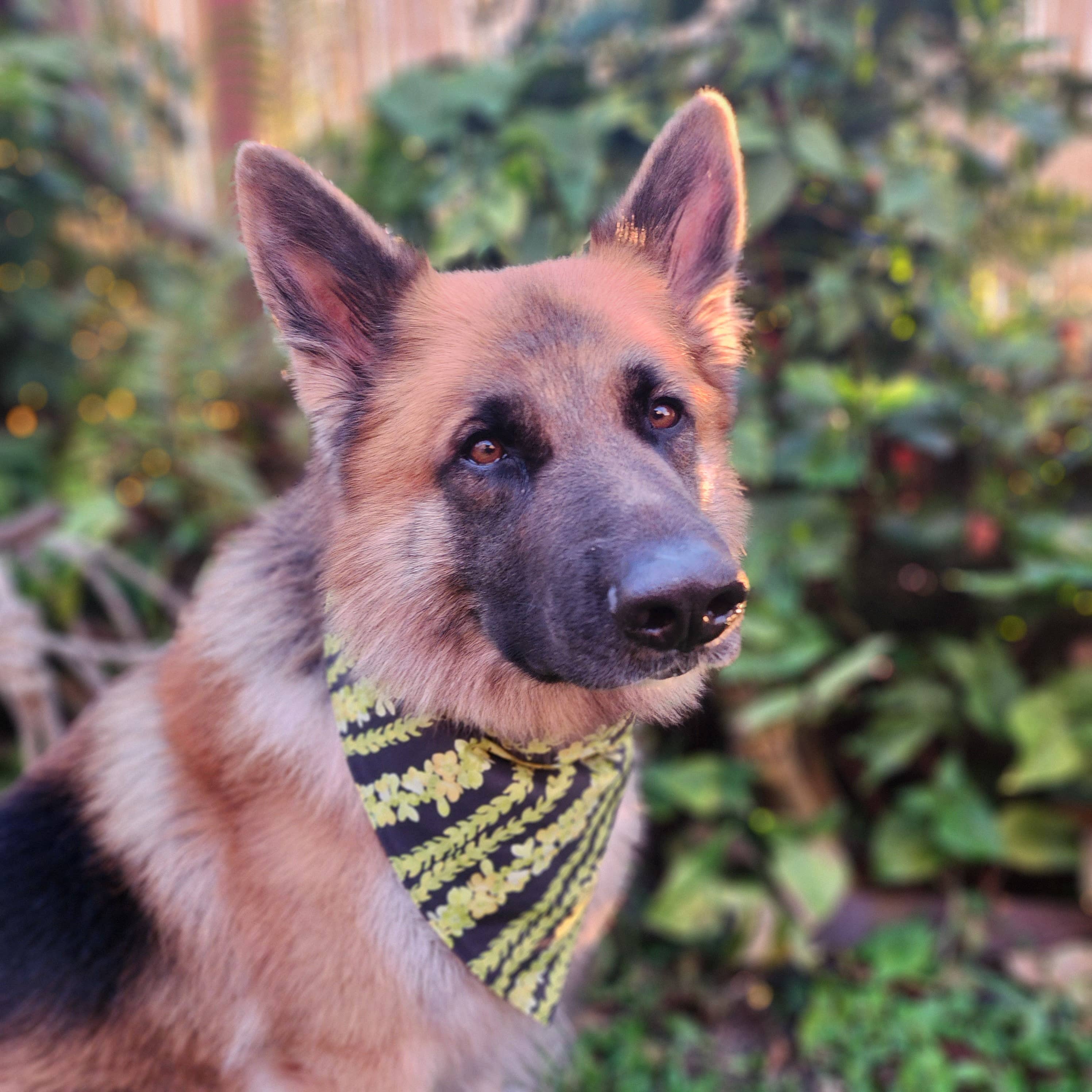 Pet Bandana Black: Pakalana/ Ni'ihau lei