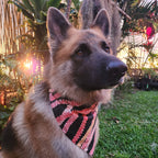 Pet Bandana Black: Pakalana/ Ni'ihau lei