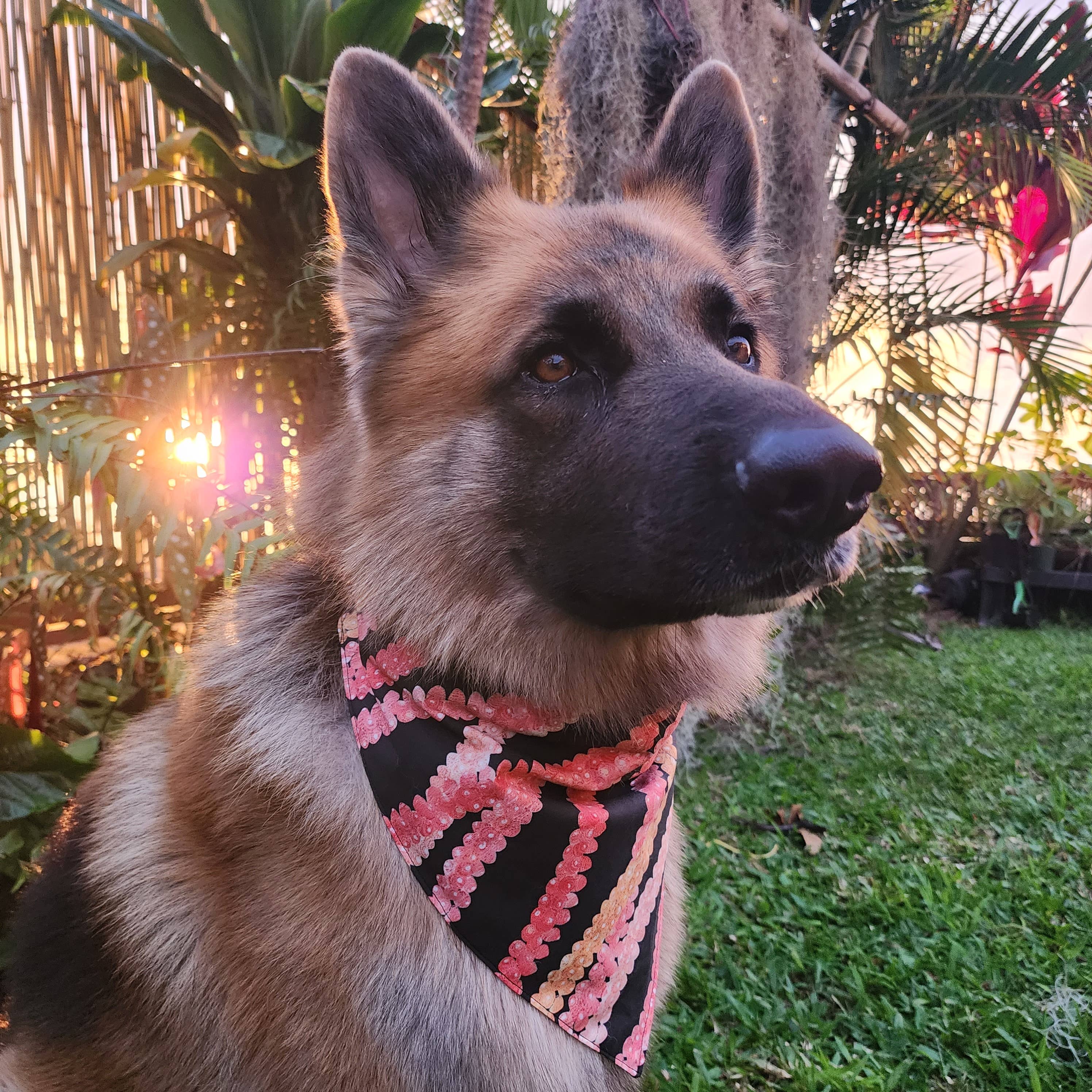 Pet Bandana Black: Pakalana/ Ni'ihau lei