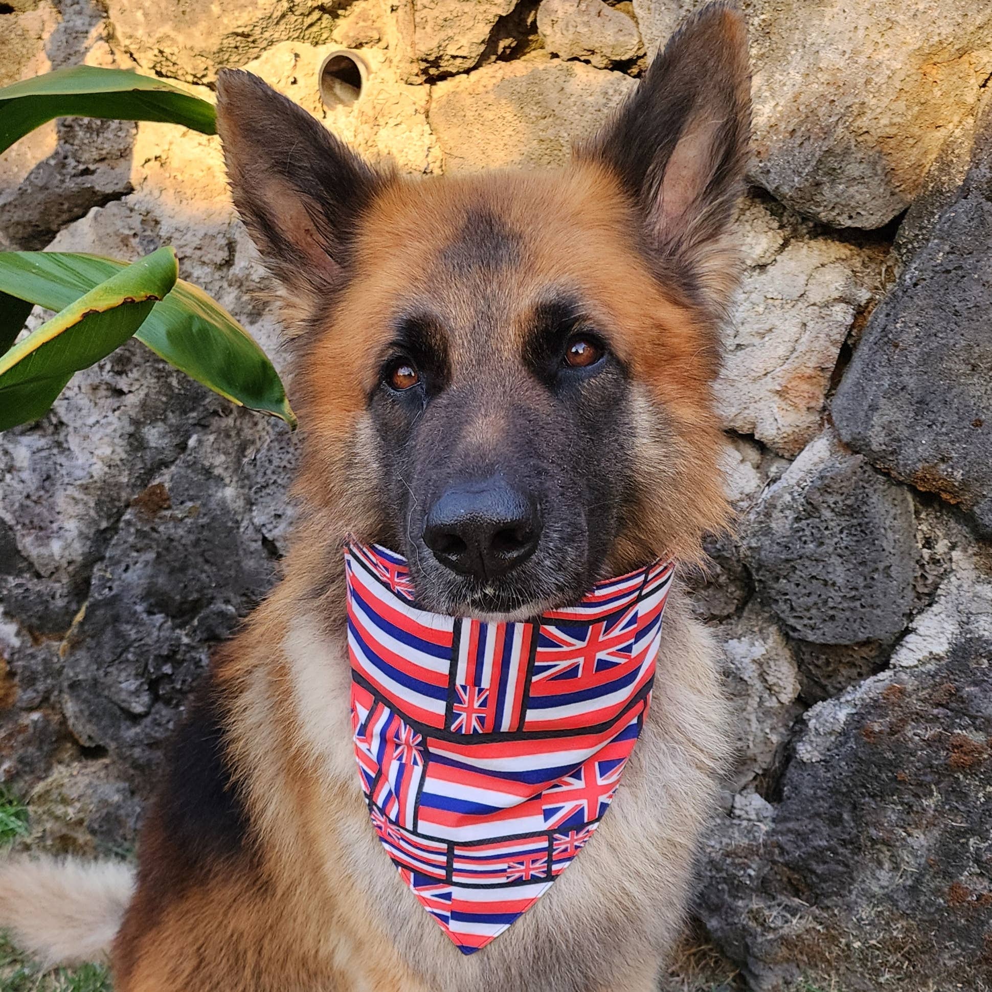 Pet Bandana- Haloa Flag Hawai'i
