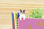Surprise Box - Resting Dog