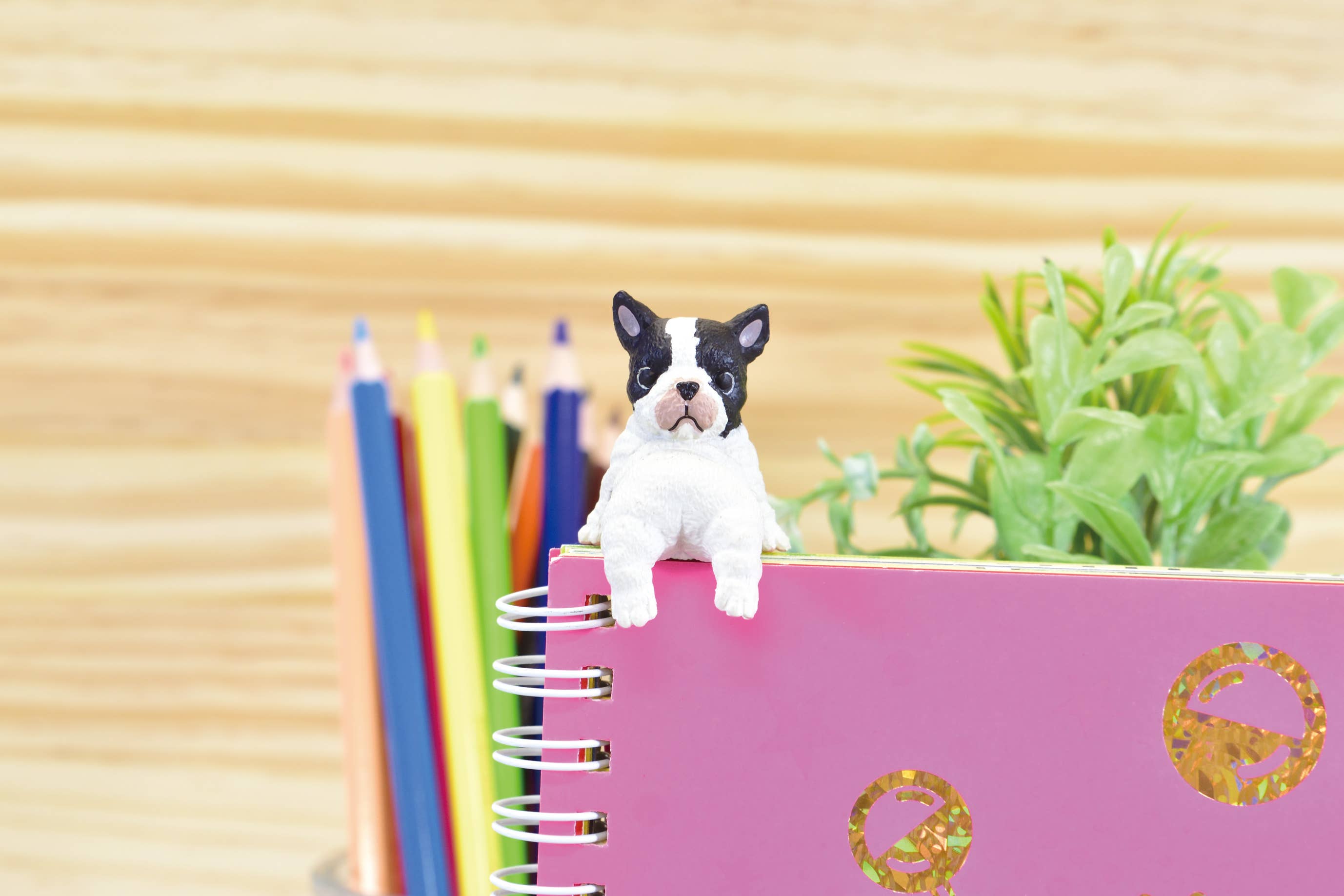 Surprise Box - Resting Dog