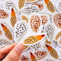Cowrie Shell Sticker