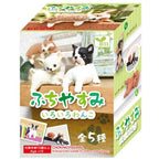 Surprise Box - Resting Dog