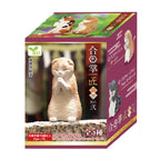 Surprise Box - Prayer Cat