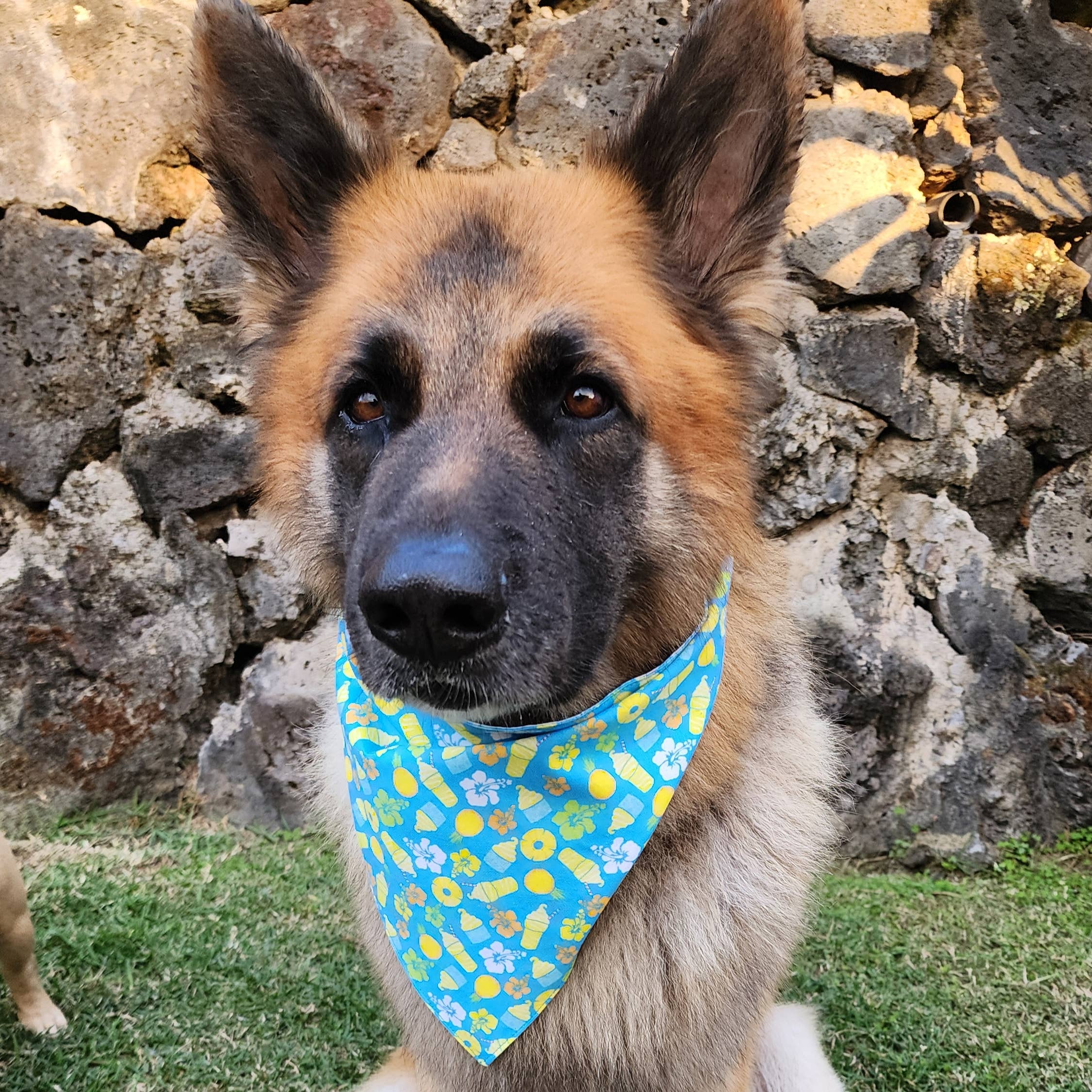Pet Bandana- Blue Pineapple Treats