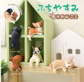 Surprise Box - Resting Dog