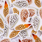 Cowrie Shell Sticker