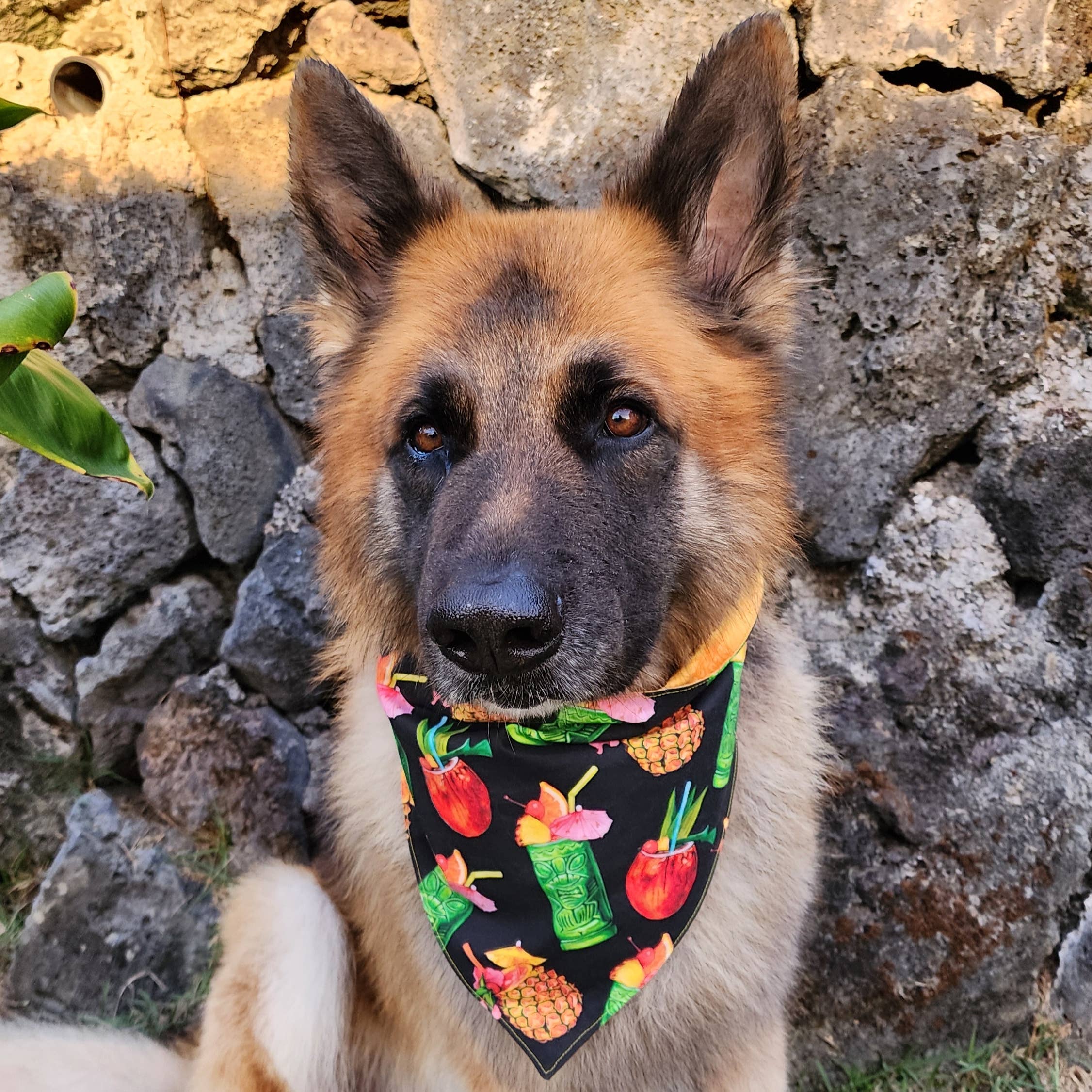 Pet Bandana- Pineapple Drinks